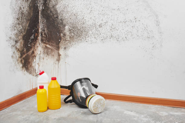 Best Post-Flood Mold Remediation in Hart, TX