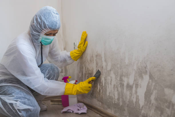 Best Industrial Mold Remediation in Hart, TX