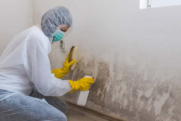 Best Mold Remediation for Specific Building Types in Hart, TX