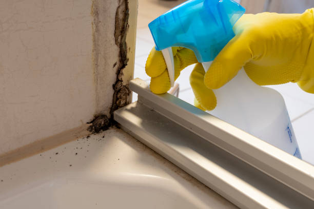 Best Post-Flood Mold Remediation in Hart, TX
