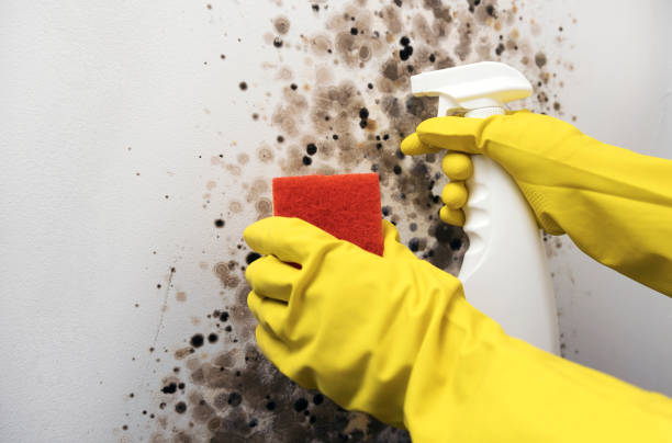 Best Basement Mold Remediation in Hart, TX