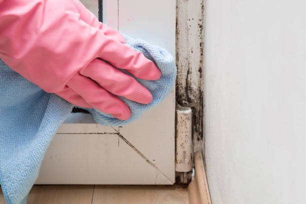 Best Mold Remediation for Schools in Hart, TX